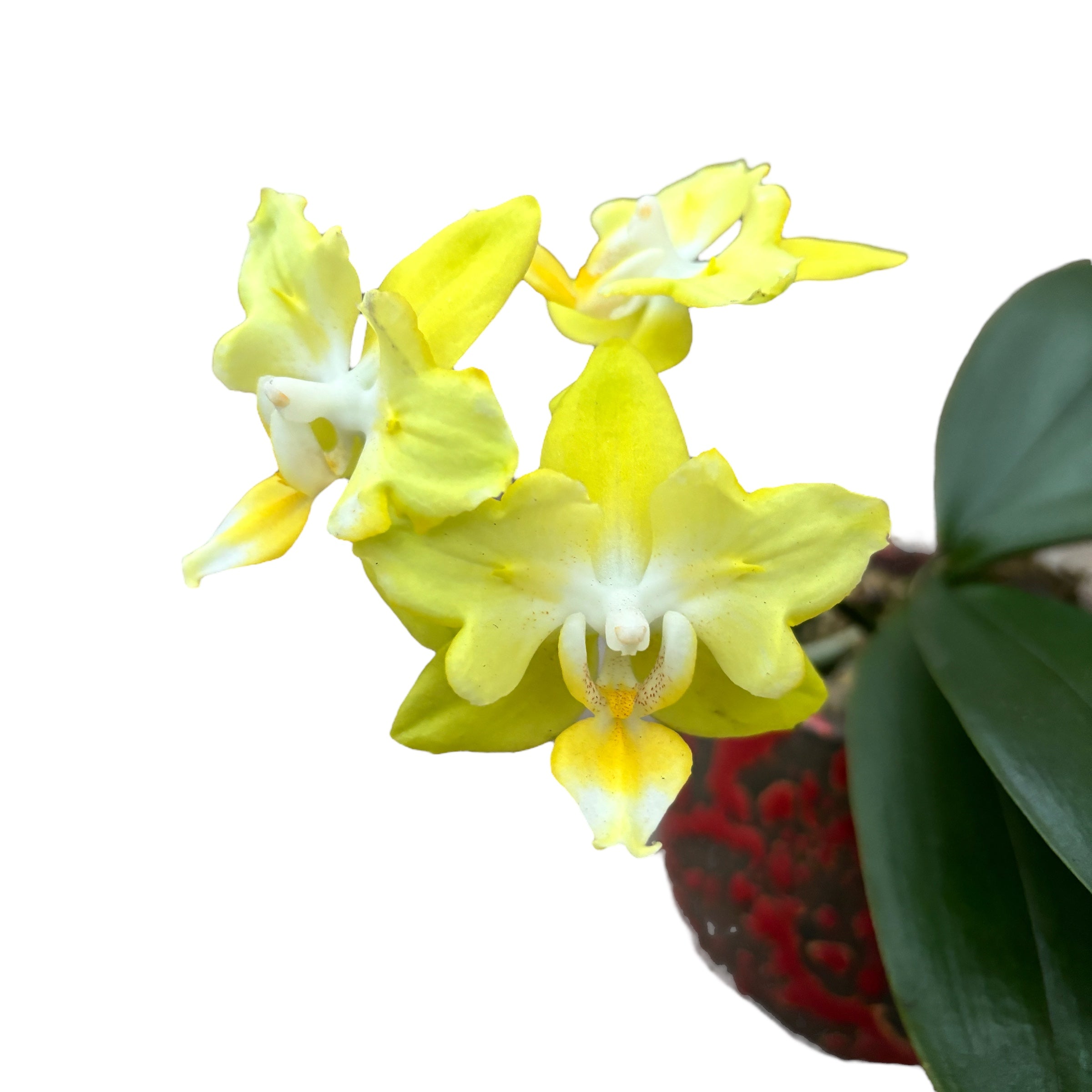 Phalaenopsis I-Hsin Beaming Sun (pélorique - papillon)