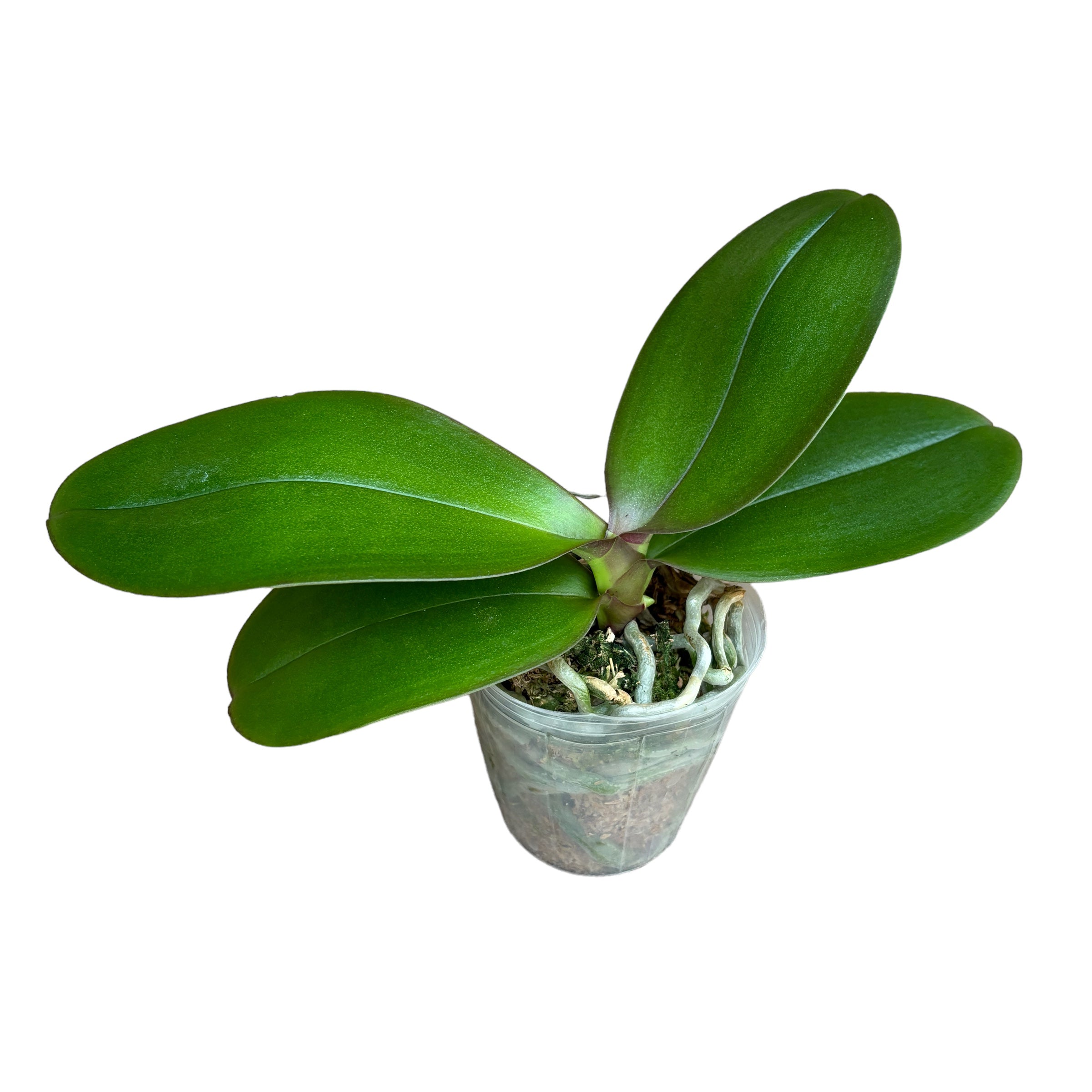 Phalaenopsis Shalu Rose × Yu Pin Fire Works