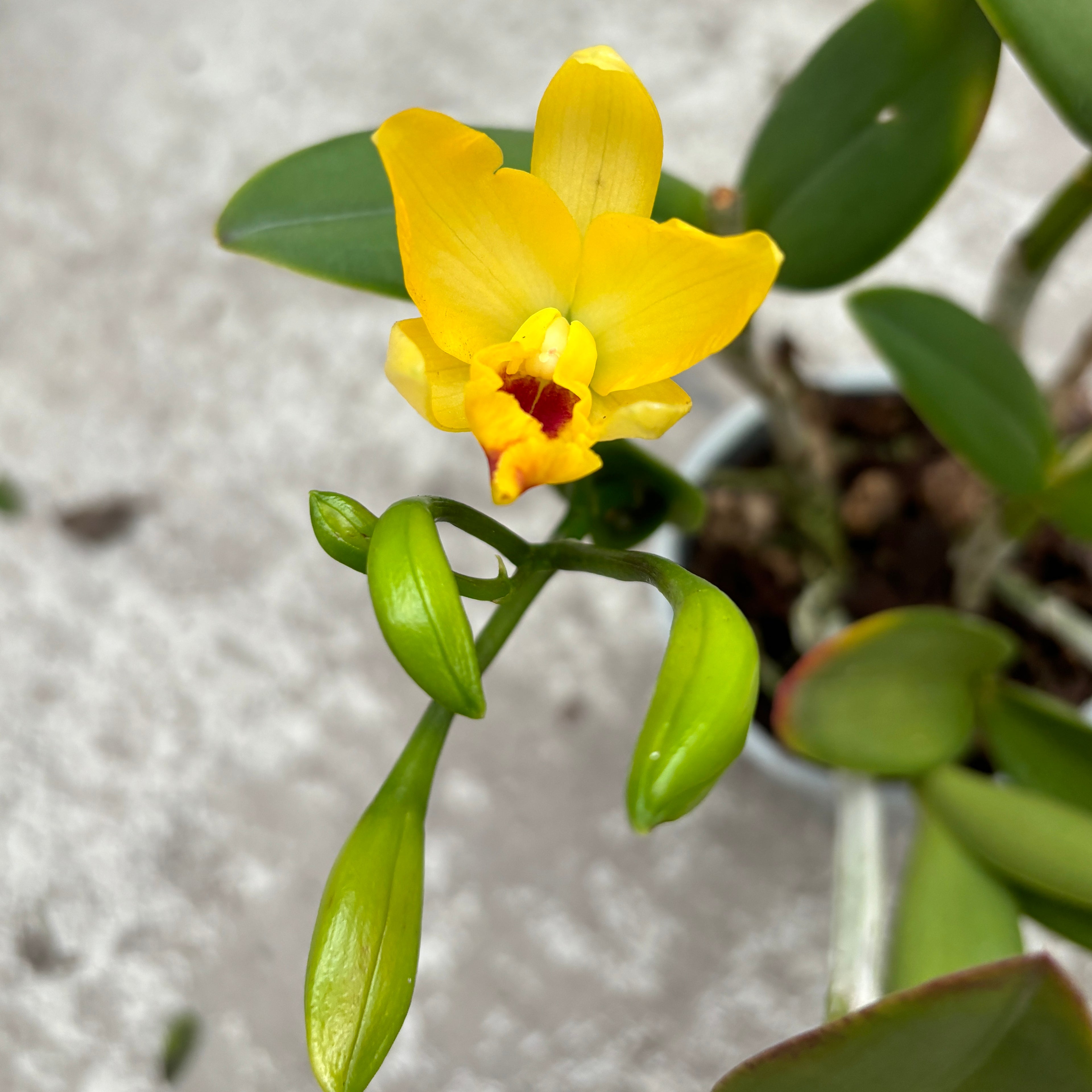 Cattleya galbena #09