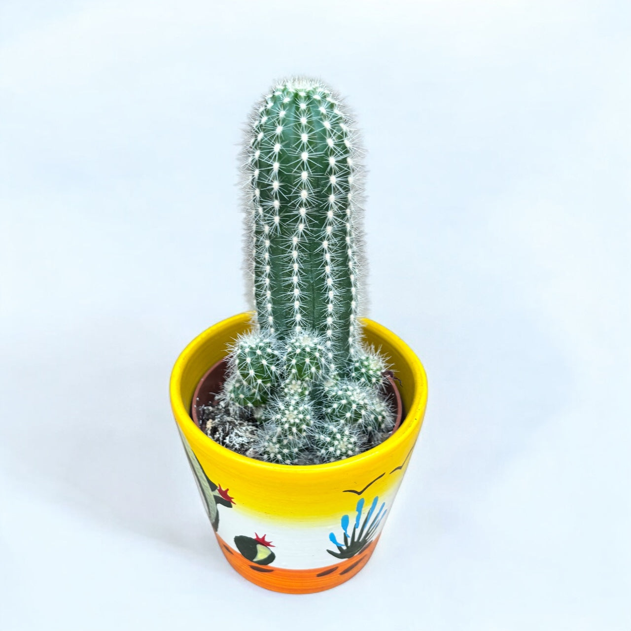 Trichocereus ‘Multiproliferum’ - cactus cu flori mari parfumate