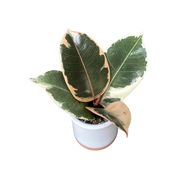 Ficus elastica Tineke (babyplant)
