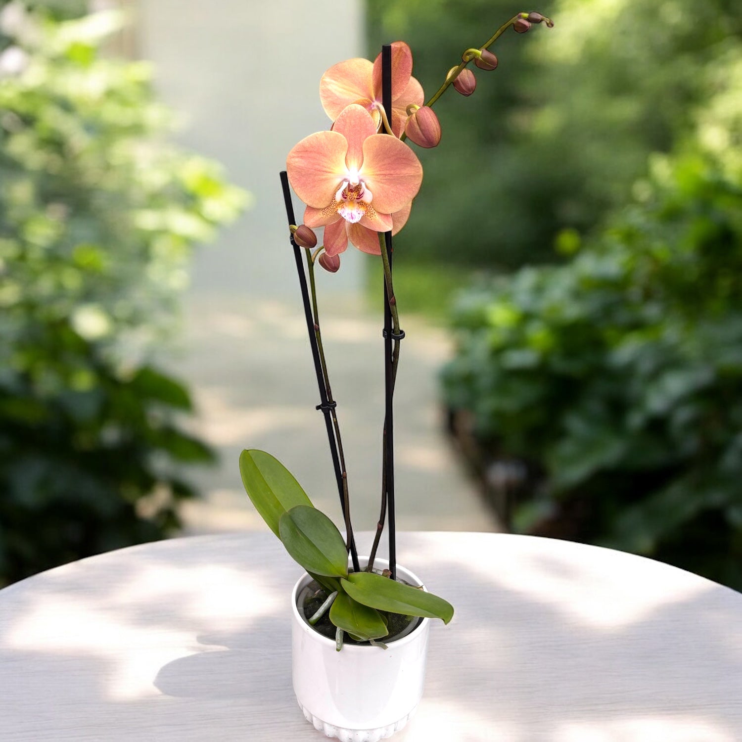 Phalaenopsis Pumpkion – Secret Garden Plant Shop