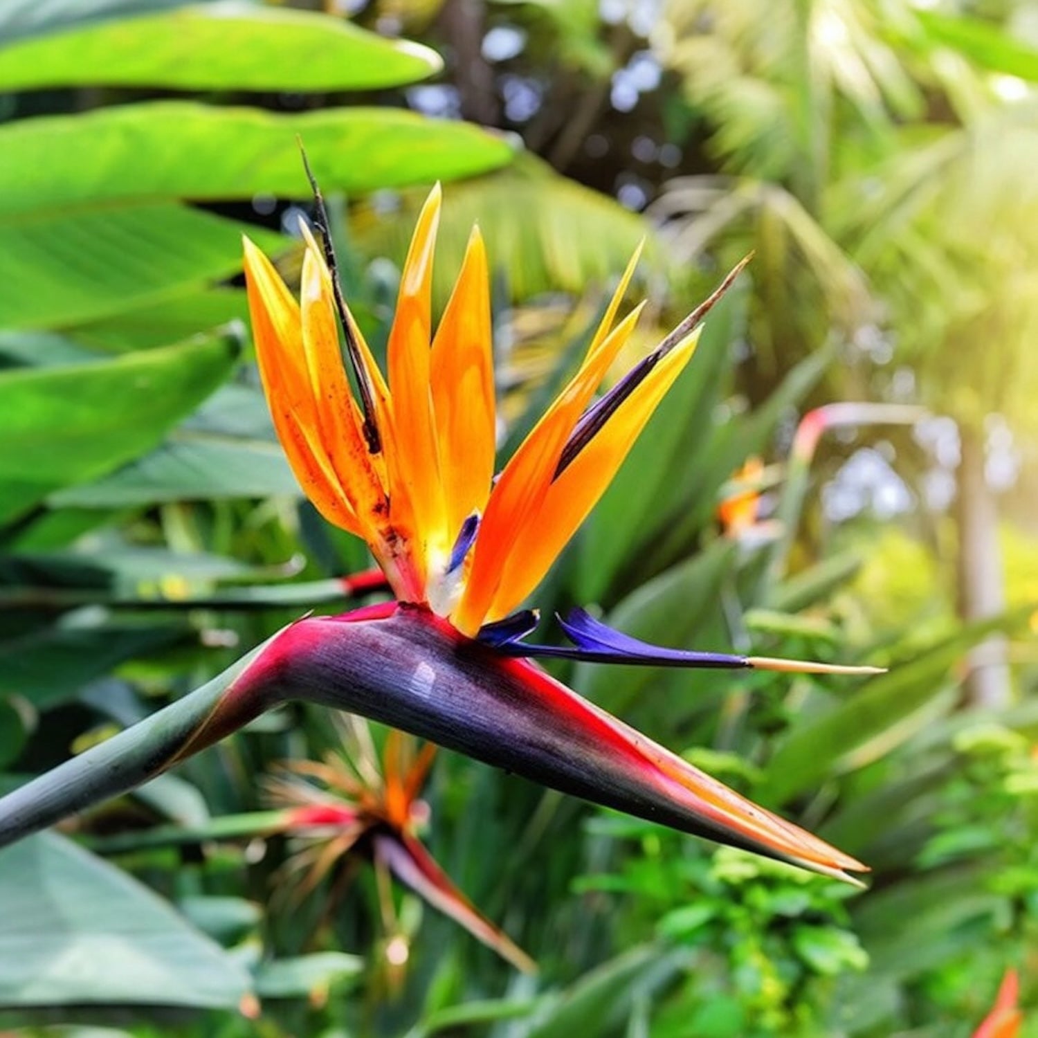 Strelitzia reginae - exemplare mari
