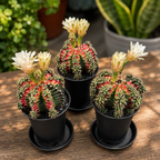 Gymnocalycium mihanovichii „Multicolor“ – Sammlerkaktus