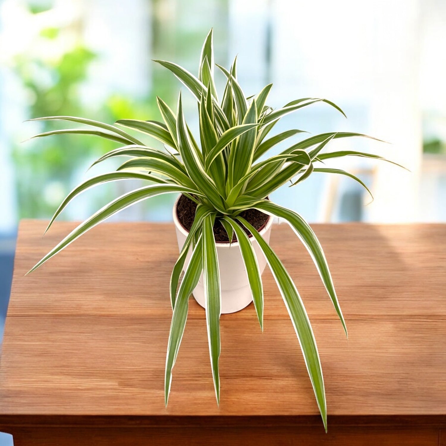 Chlorophytum ‘Irish’ – planta paianjen, rezistenta si usor de intretinut