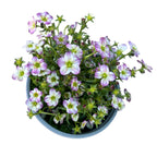 Saxifraga ardensii ružičasta