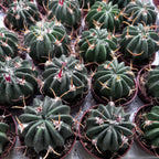 Stenocactus coptonogonus - μεξικανικός κάκτος με παχιές πλευρές και μοβ-λευκά άνθη