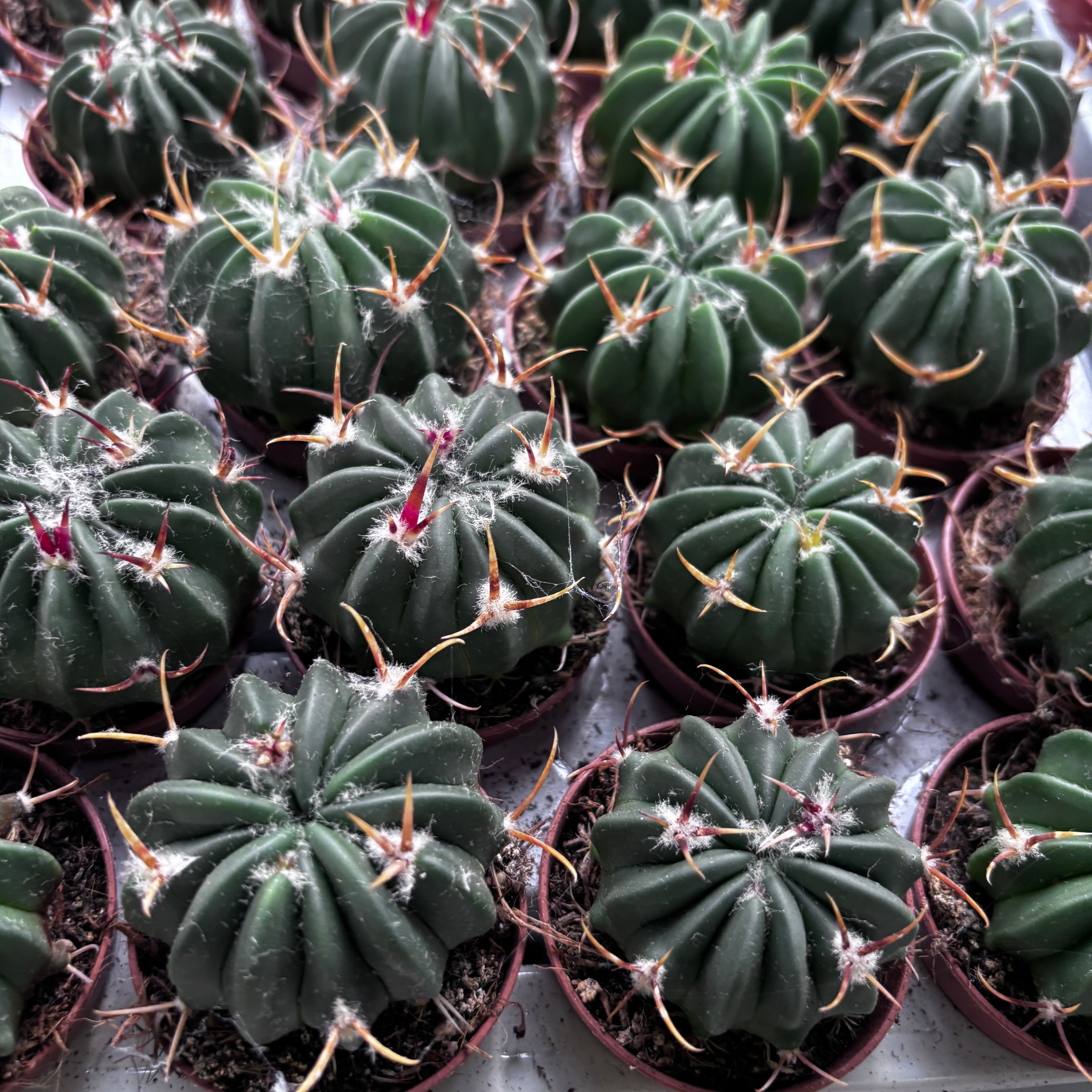 Stenocactus coptonogonus - μεξικανικός κάκτος με παχιές πλευρές και μοβ-λευκά άνθη