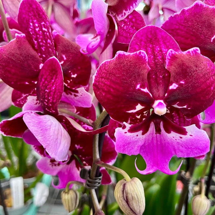 Phalaenopsis Chia-Shing Hot Kiss '256' TW