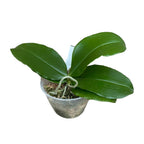 Phalaenopsis Java Mini - geurende bloemen