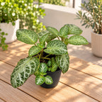 Episcia cupreata 'Minty Imp'