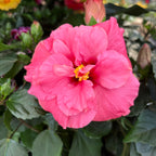 Hibiscus Adonicus 'Double Pink' - dvojité kvety XL (2-3 rastliny/kvetináč)