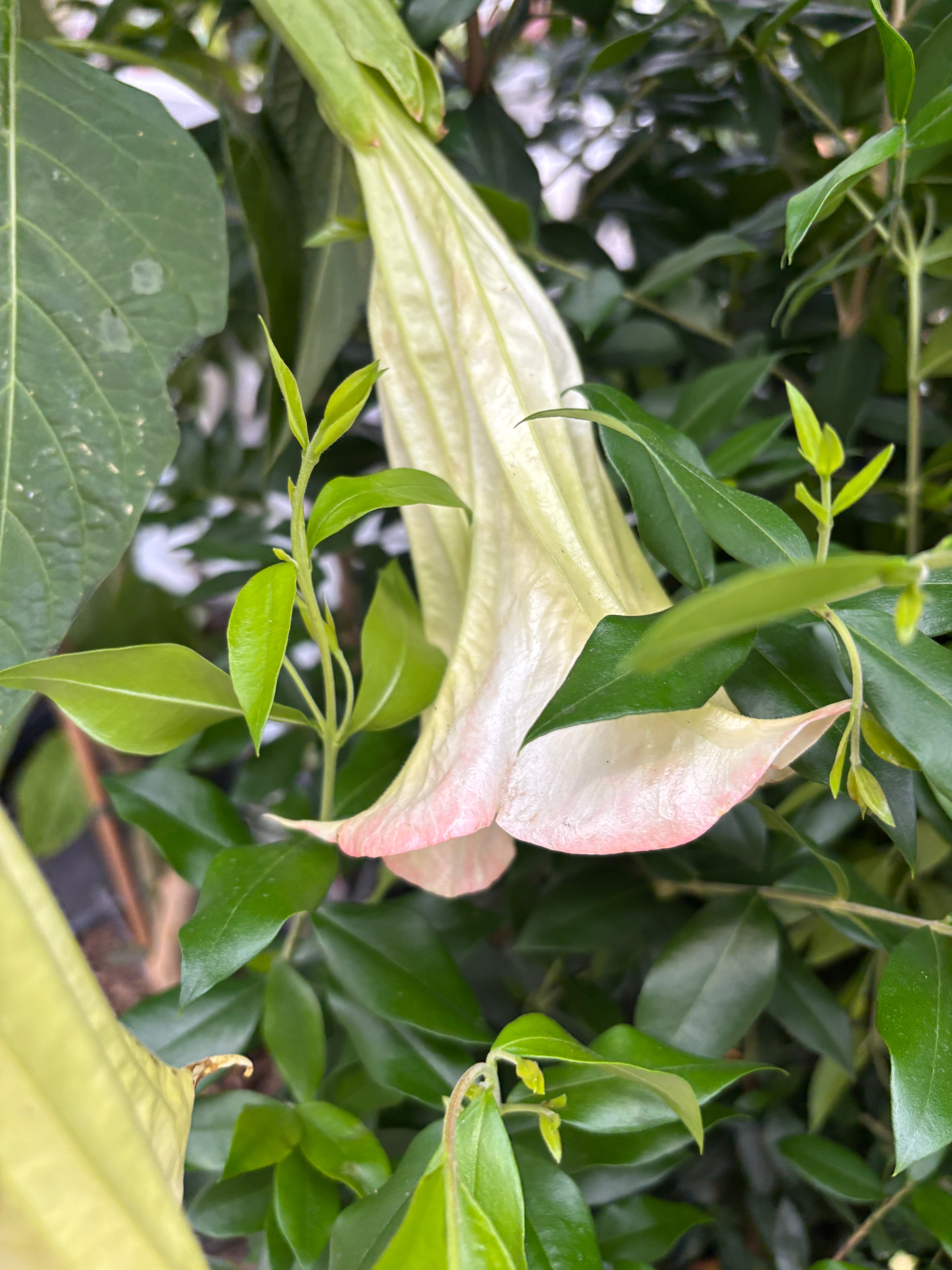 Trompeta ingerilor roz - Brugmansia arborea, flori parfumate, exemplare XL