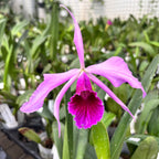 Cattleya (Laelia) purpurata var. striata - vonná