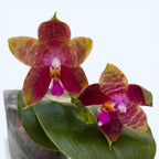 Phalaenopsis Guadalupe Pineda 'Yaphon' (bellina × amboinensis) illatos