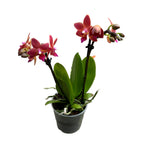 Phalaenopsis Goodnight Kiss αρωματική