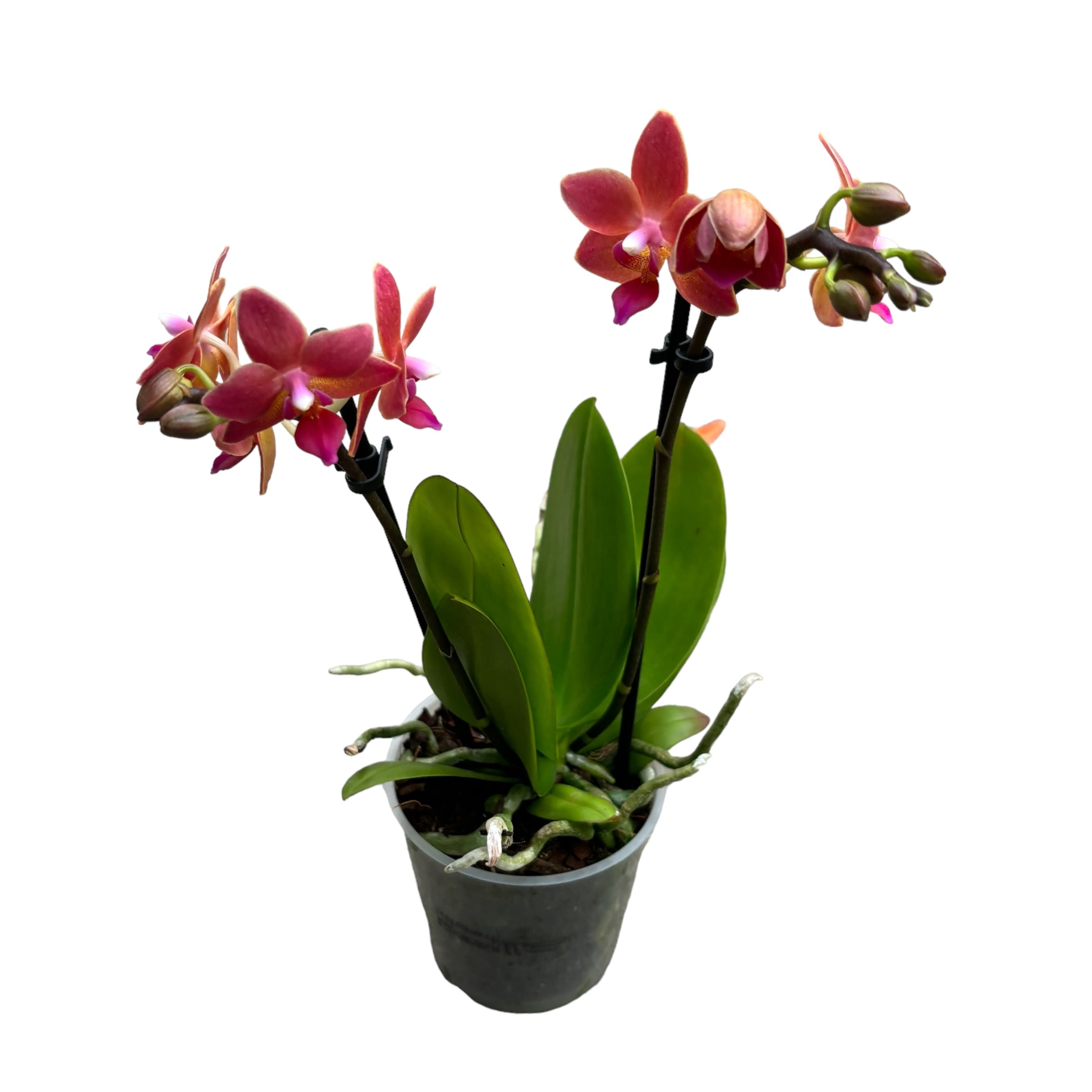 Phalaenopsis Goodnight Kiss parfumata