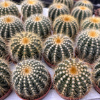 Notocactus magnificus (Eriocactus magnificus, Parodia magnifica)