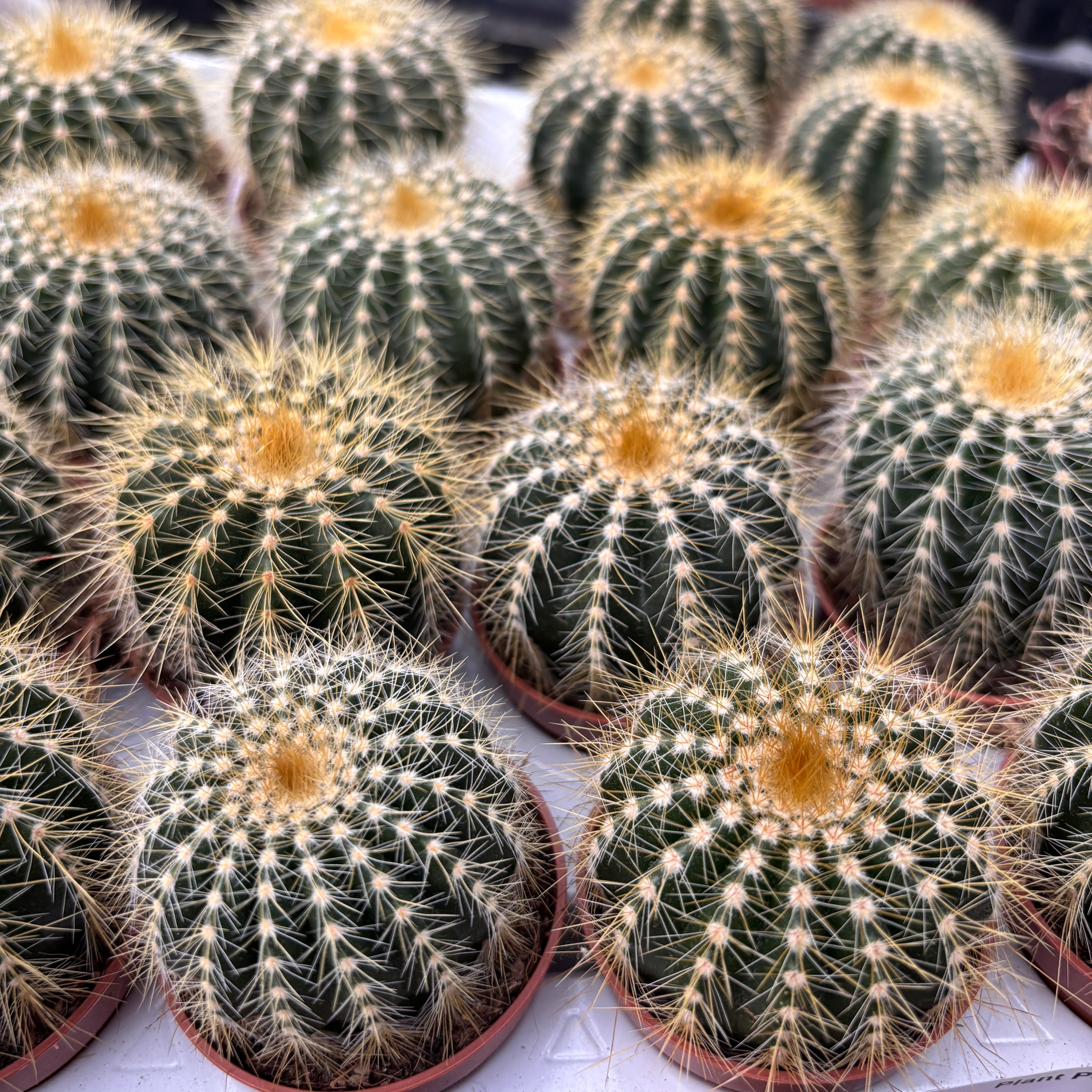 Notocactus magnificus (Eriocactus magnificus, Parodia magnifica)