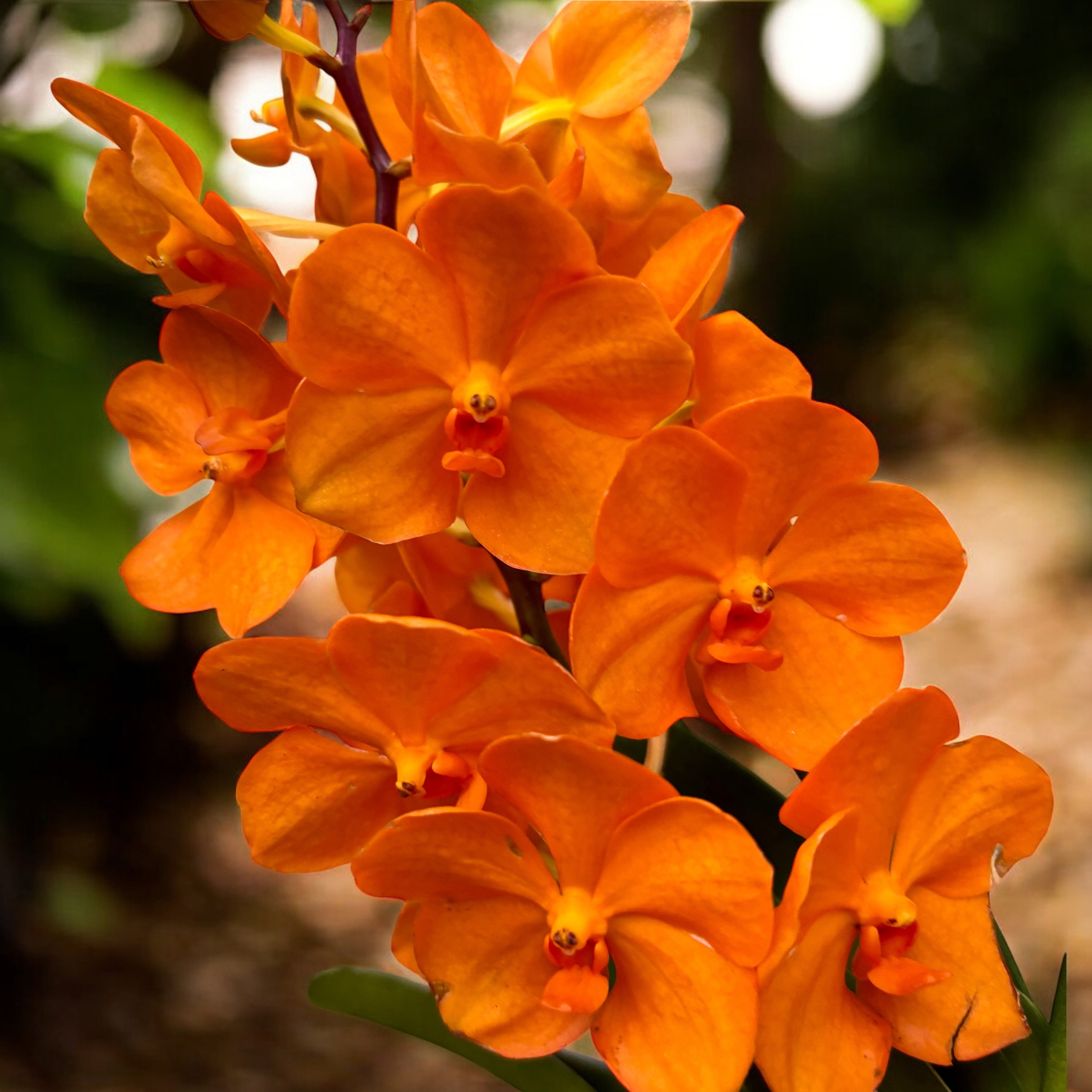 Vanda Natcha Magic Orange (Ansu)
