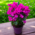 Bougainvillea 'Vera Dark Pink' – Rózsaszín papírvirág