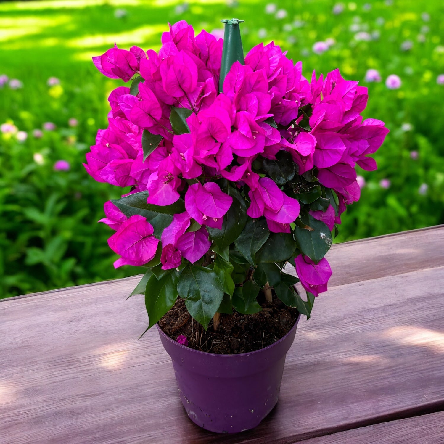 Bougainvillea ' Vera Dark Pink’- Floarea de hartie roz