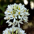 Epidendrum radicans ‘White’ XL