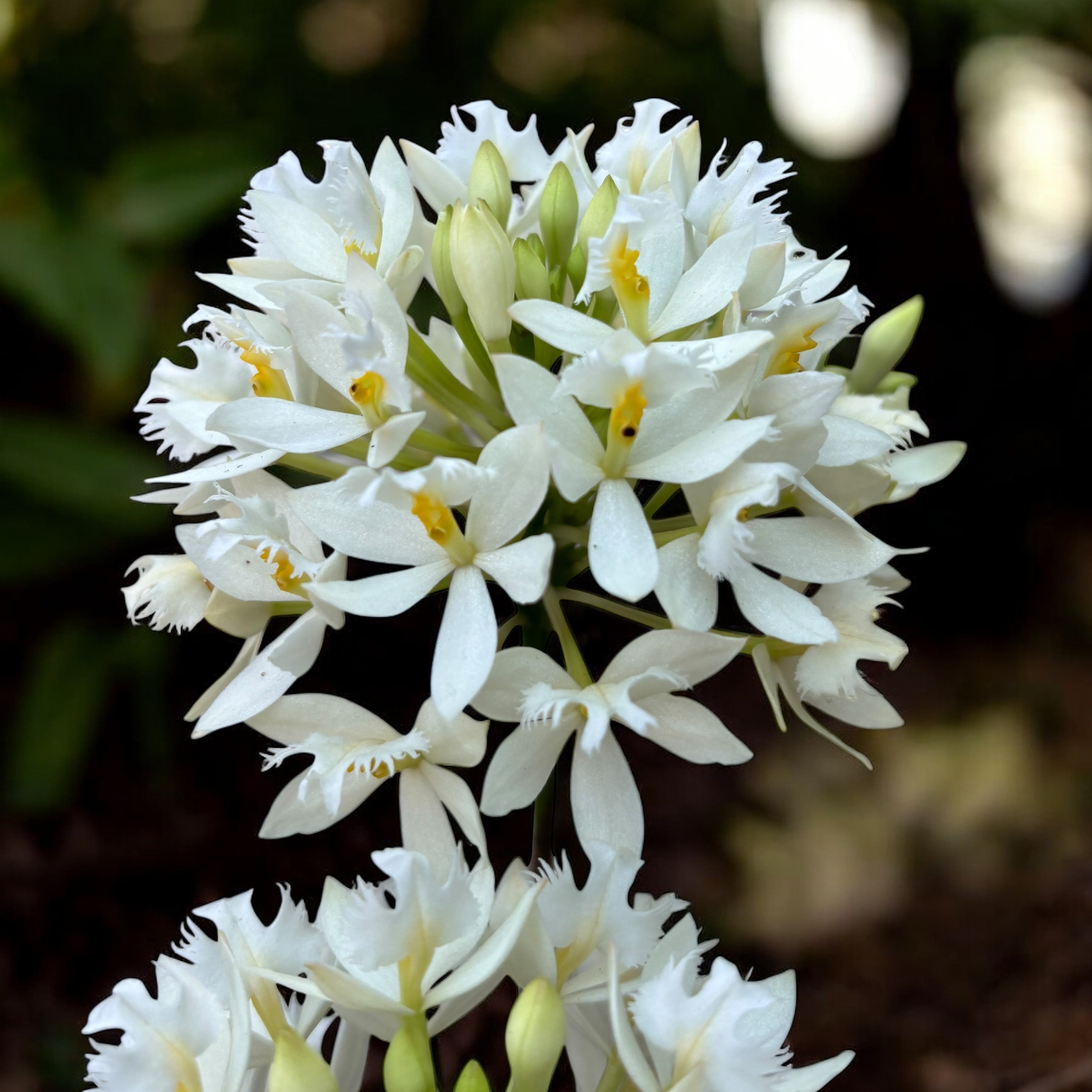 Epidendrum radicans ‘White’ XL