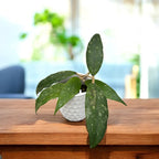 Hoya finlaysonii (splash leaves) - flori parfumate