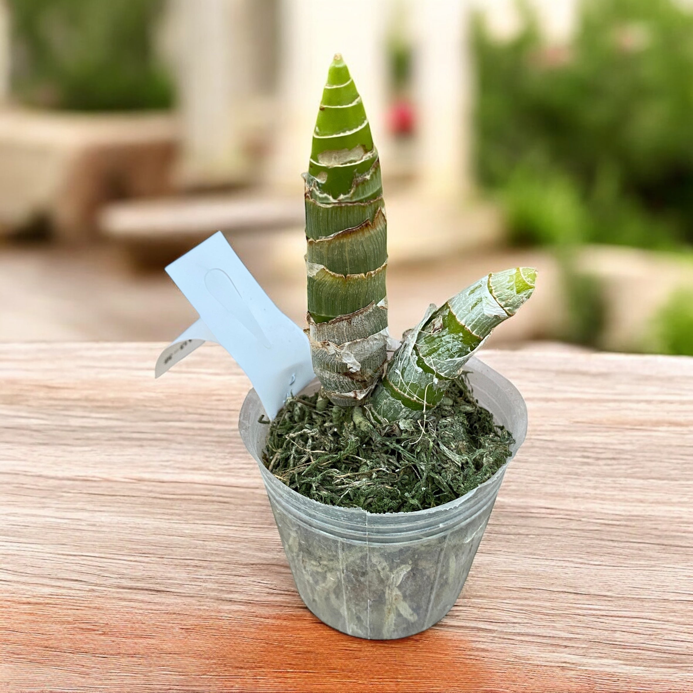 Cycnodes Wine Delight (variegata) - flores intensamente perfumadas