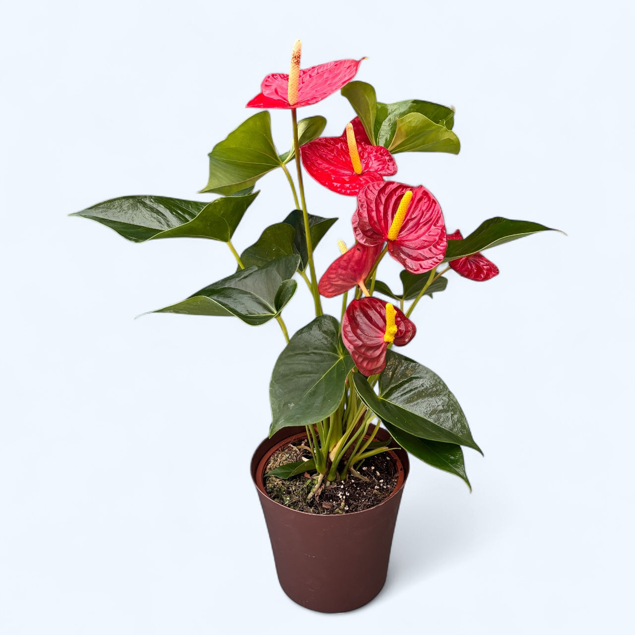Anthurium Jumbo Red