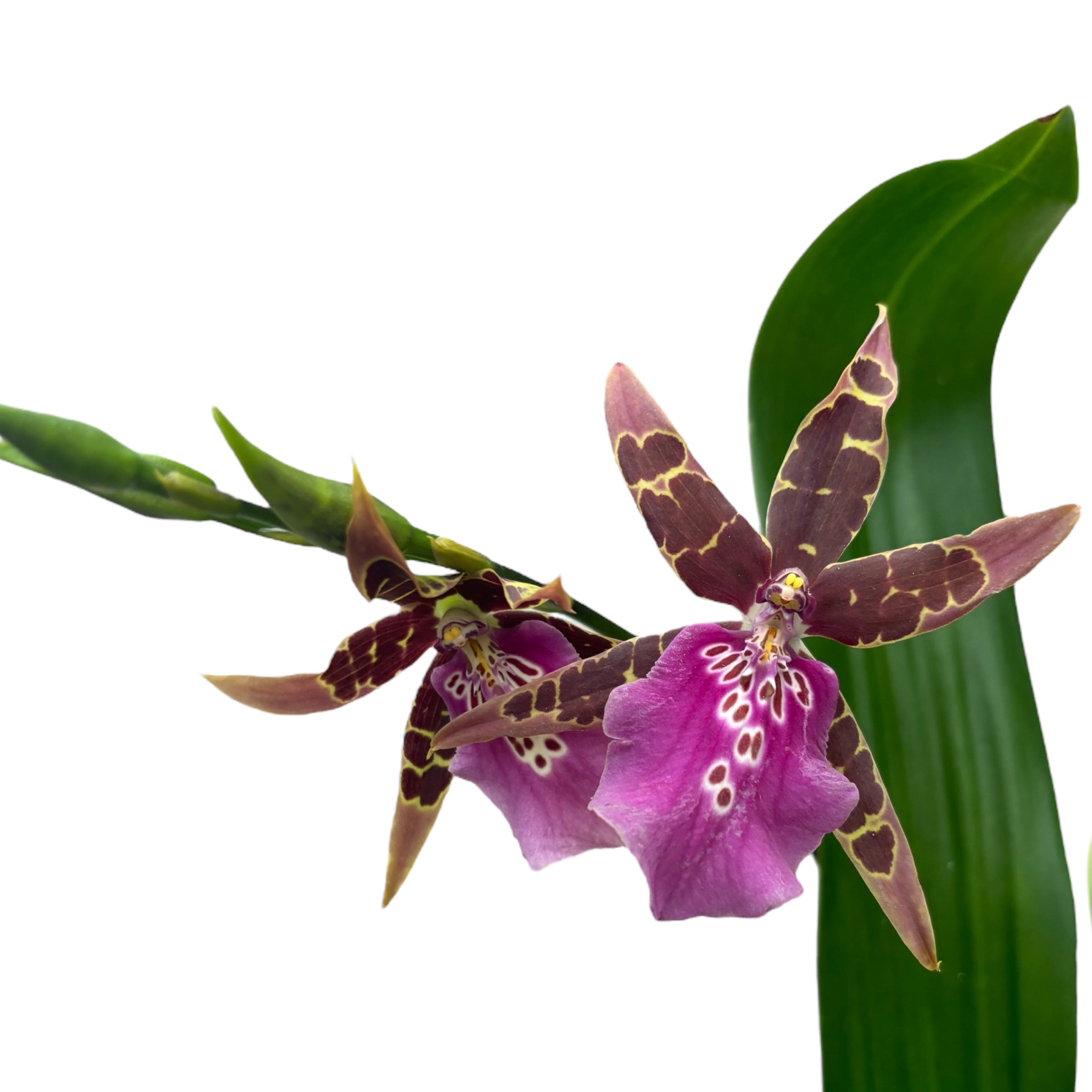 Wilhelmara Shelob-Marie Elle - fragrant