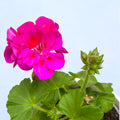 Pelargonium (Pelt. X Zon. Grp) Calliope Lavender Splash - muscata cu inflorire spectaculoasa
