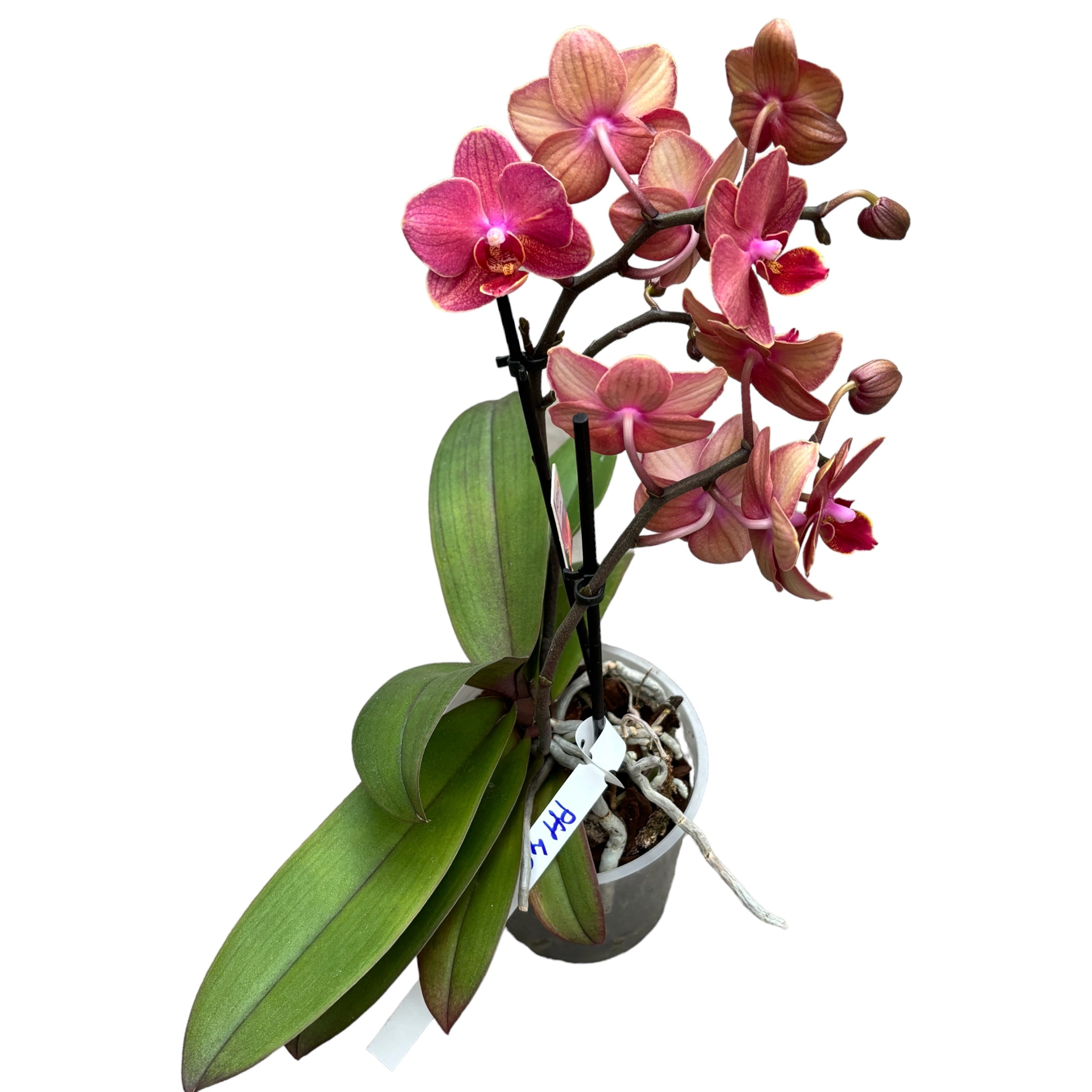 Phalaenopsis multiflora