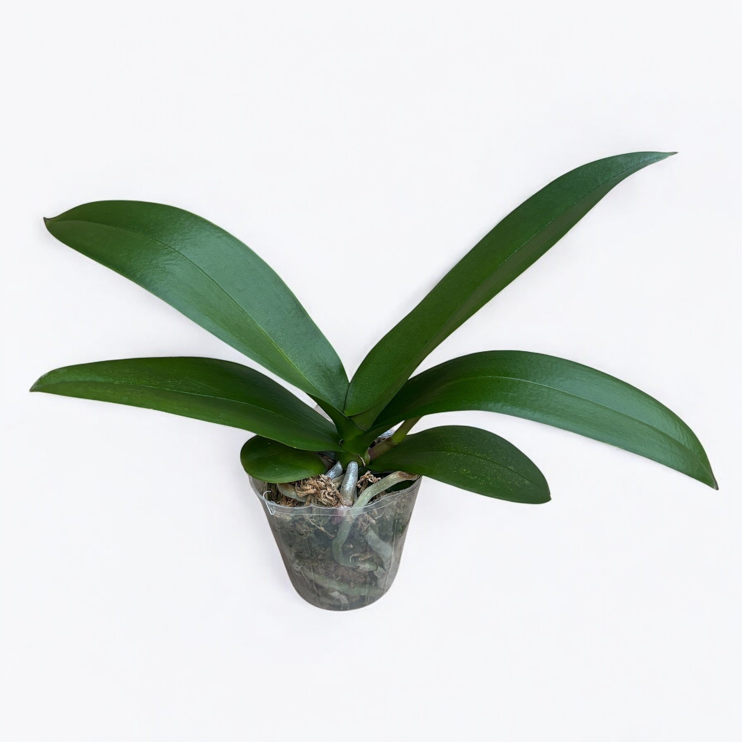 Phalaenopsis Charming Panda '1224'