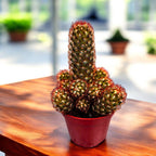 Mammillaria elongata rubra (Ladyfinger-kaktus)