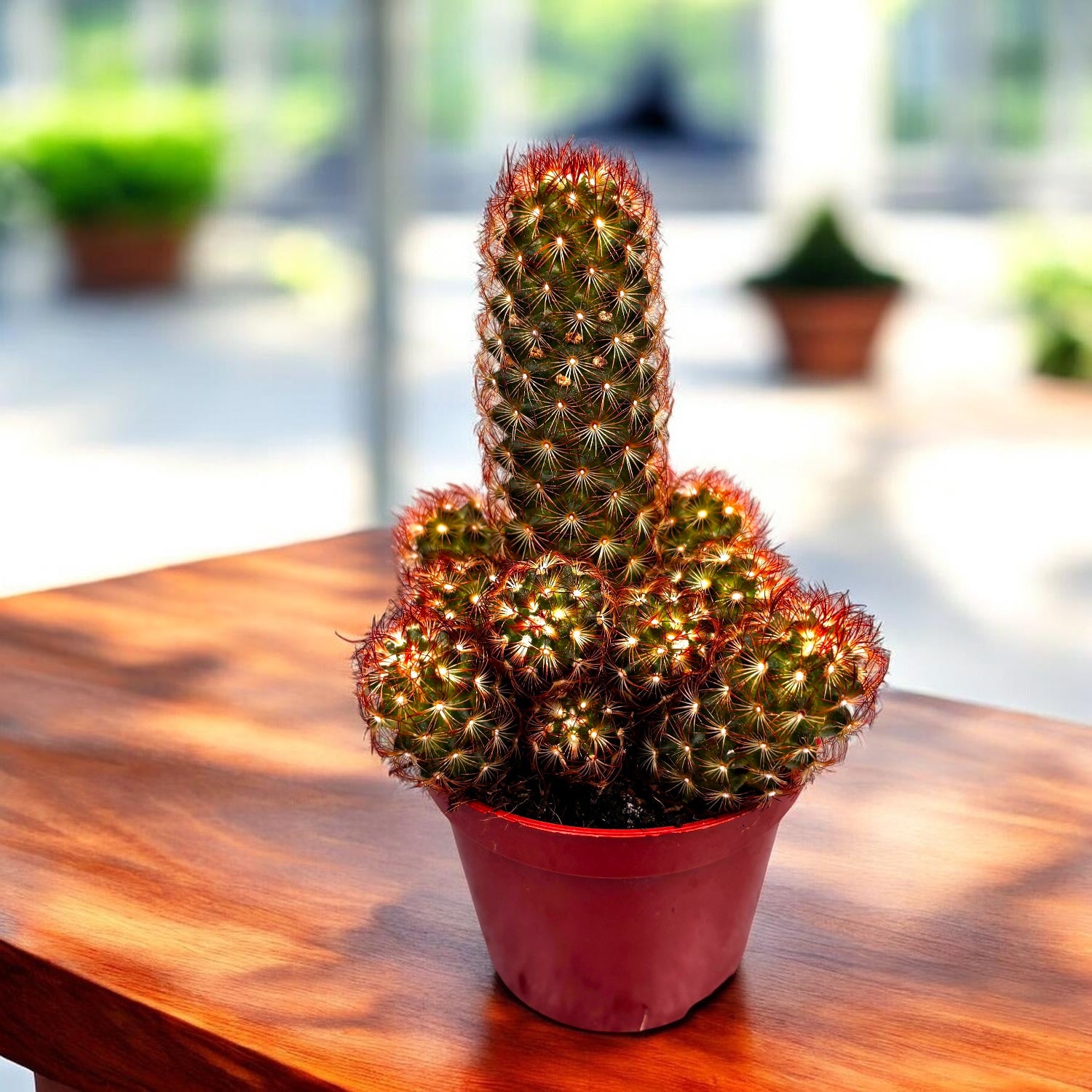 Mammillaria elongata rubra (Cactus Dedos de Dama)