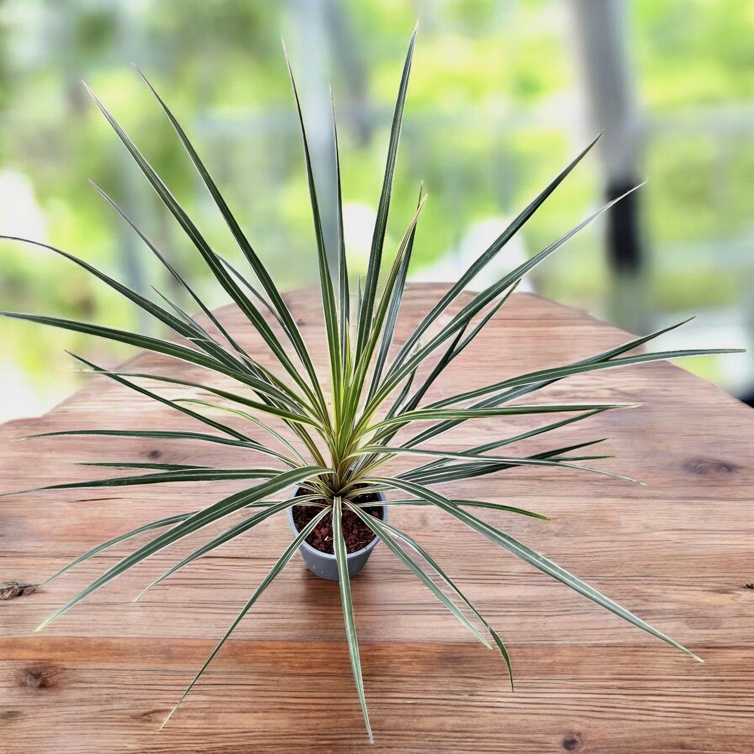 Cordyline australis 'Variegated' - Planta cu aspect de palmier si frunze variegate