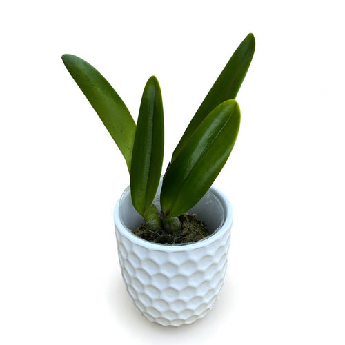 Rlc. Fong Yuan Beauty 'Red Eyebrows' - illatos