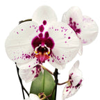 Phalaenopsis Gan Lin Fairy (Picasso) - fiori XL