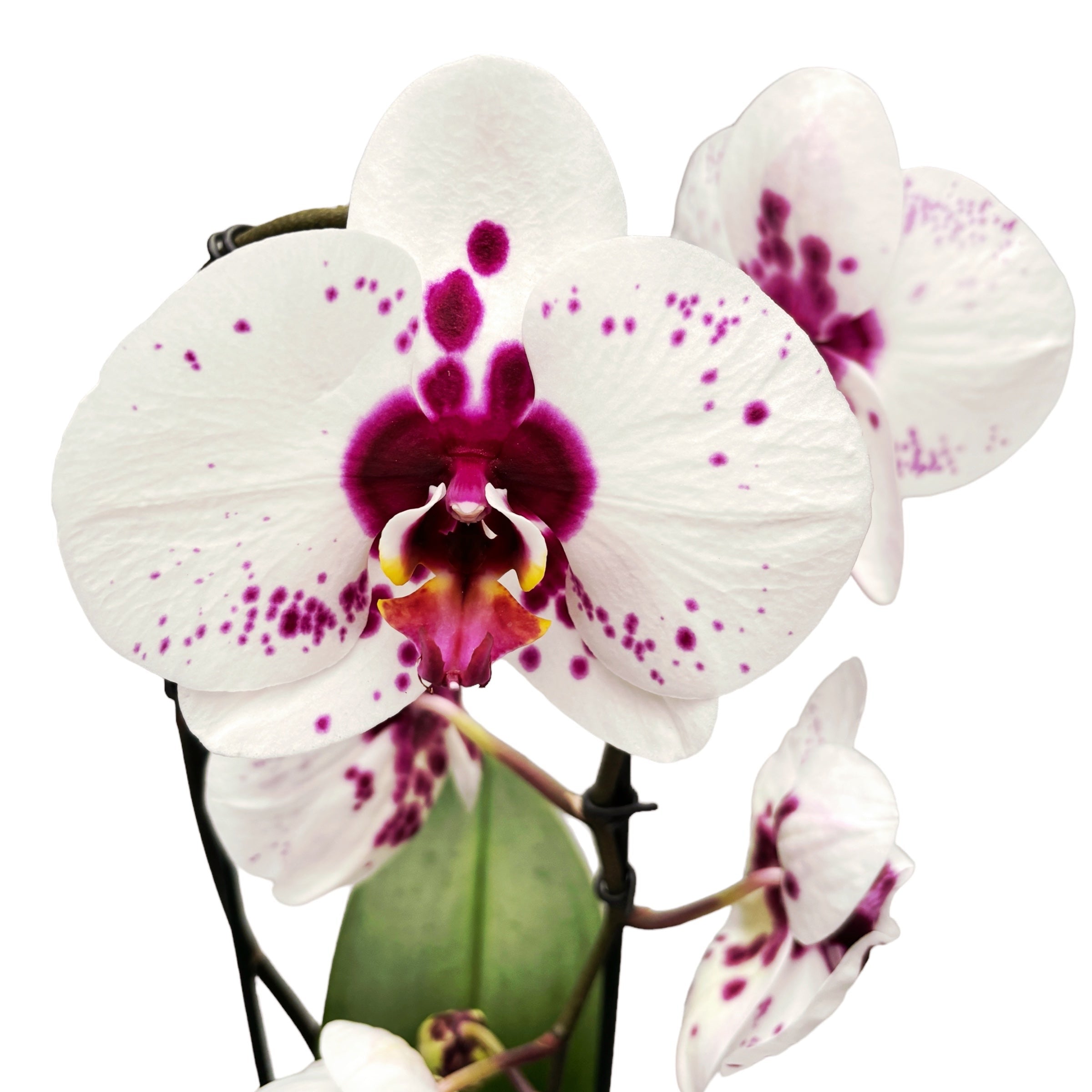 Phalaenopsis Gan Lin Fairy (Picasso)  - flori XL