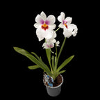 Miltoniopsis Arthur Cobbledick ‘Springtime’ *parfumata