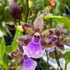 Zygopabstia Poul Moestrup 'Romy' duftend