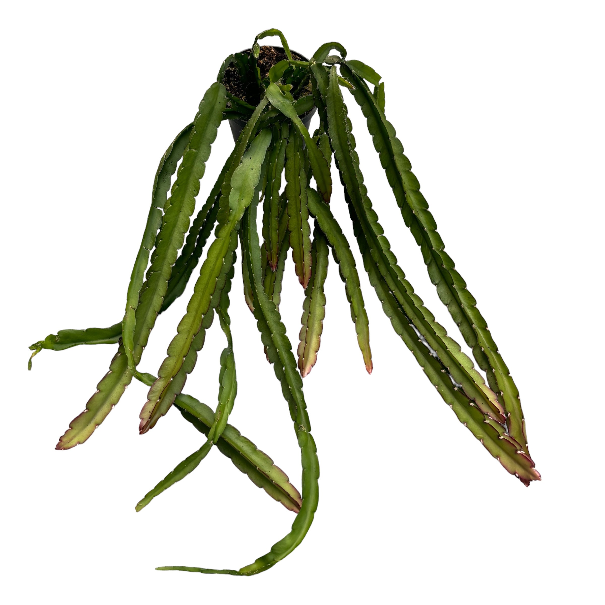 Lepismium cruciforme (Rhipsalis cruciformis)