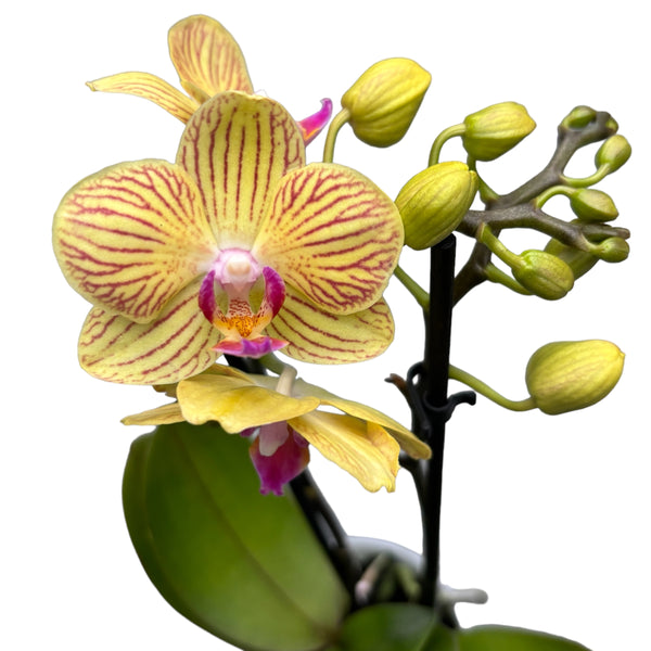 Phalaenopsis-Goldjunge