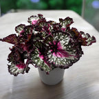 Begonia Purple Blush