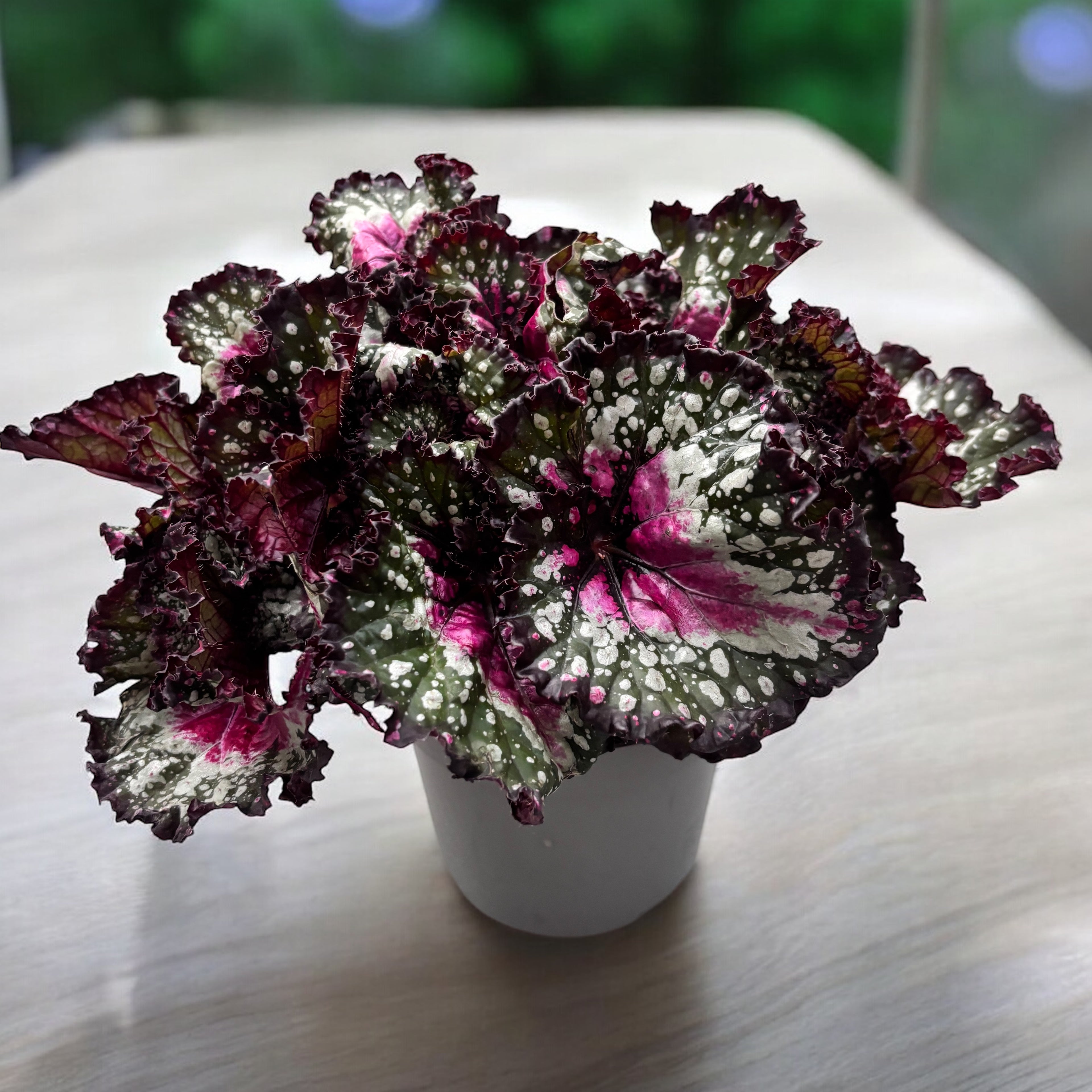 Begonia Purple Blush