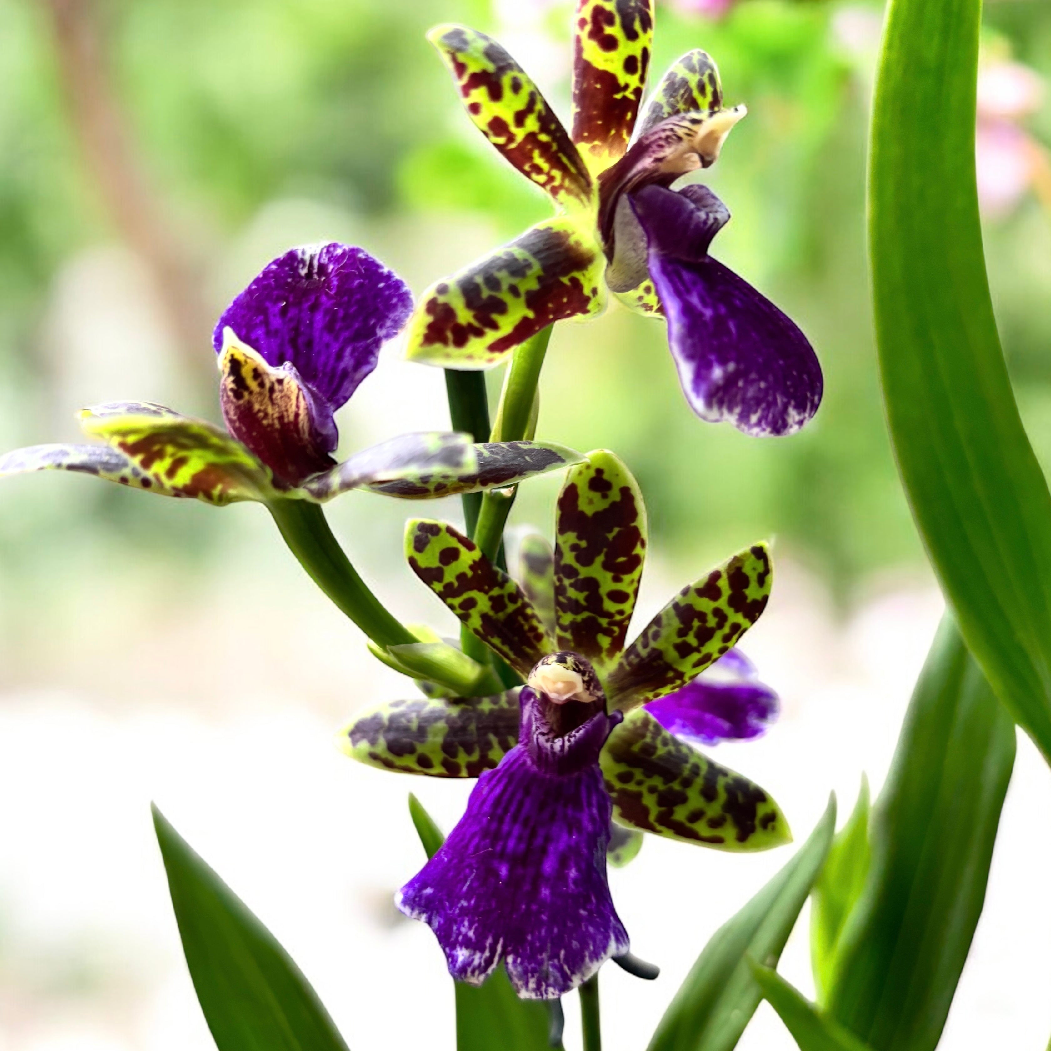 Zygopetalum maculatum 'Trozy Blue' - intensely fragrant