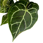 Anthurium clarinervium – bijuterie botanica