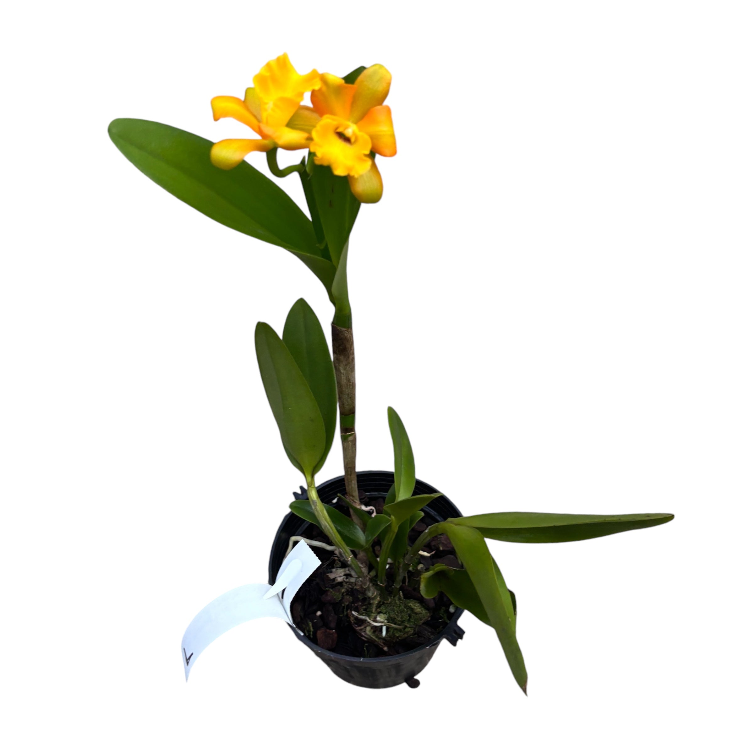 Rth. Ahchung Yoyo 'Sparking' - flori parfumate